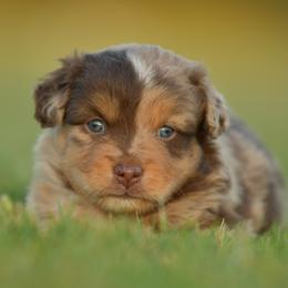 Odysseus - Red merle male Toy Australian Shepherd puppy in Hartman, Arkansas from Southern Edition Aussies