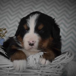Bernese Mountain Dog Puppies from Brookwood Bernese Mountain Dogs