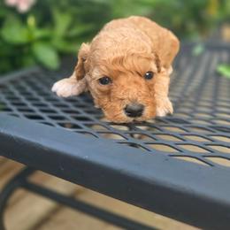 John Lennon - male Cavapoochon puppy in Bullard, Texas from Cavapoochon Central LLC