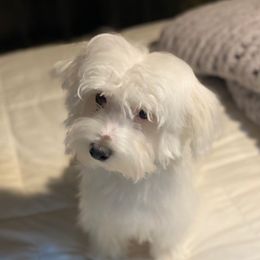 LG - White male Maltese puppy in Bonham, Texas from My Maltese Family