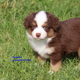 Cody - Red tri-color male Miniature American Shepherd puppy in Hillsdale, Michigan from Faithwalk Aussies and Mini American Shepherds