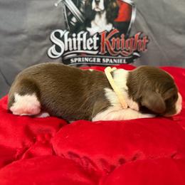 Beige Boy - White and liver male English Springer Spaniel puppy in Lufkin, Texas from Shifletknight Springer Spaniels