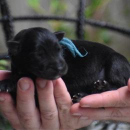 Female 1 - Black female German Shepherd puppy in Marianna, Florida from Haus M Godwin