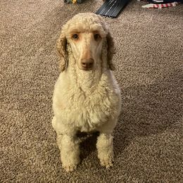 Cora - Poodle