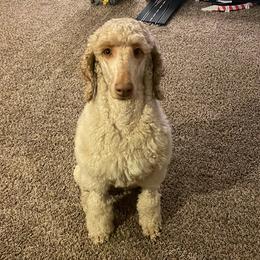 Cora - Poodle
