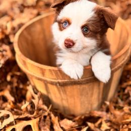 Waylon - Red tri-color male Australian Shepherd puppy in Hogansville, Georgia from Blue Creek Farm