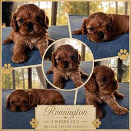 Remington - Ruby male Cavalier King Charles Spaniel puppy in Shepherdsville, Kentucky from Cavalierkentuckypride