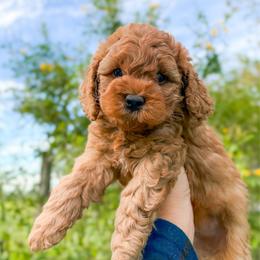 Snickers - Red male Cockapoo puppy in Pledger, Texas from Sugarbear Cockapoos