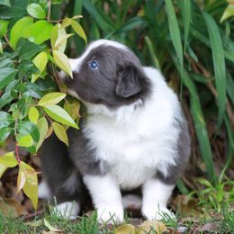 Border Collie Puppies from Rigel Border Collies