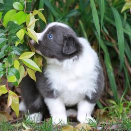 Border Collie Puppies from Rigel Border Collies