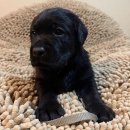 Grey Boy - Black male Labrador Retriever puppy in North Pole, Alaska from Mulberry Retrievers