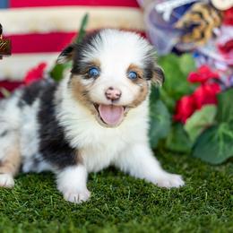 Reign - Blue merle male Miniature American Shepherd puppy in Granbury, Texas from Best Little Aussies