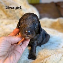 Silver girl - Merle female Goldendoodle puppy in Valdese, North Carolina from Doodling All Day Goldendoodles
