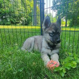 Siberian Husky Puppies from Evereve Kennels