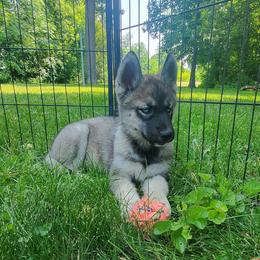 Siberian Husky Puppies from Evereve Kennels
