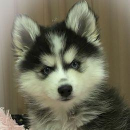 Spice - Pomsky