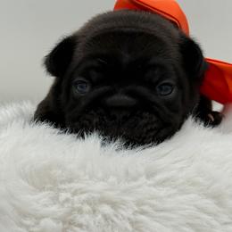 Jackson - Brindle male French Bulldog puppy in Largo, Florida from Big Daddy Frenchies