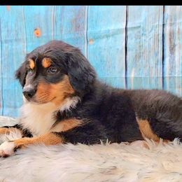 Australian Shepherd Puppies from Winsome Aussies