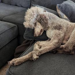 Poodles from Doodles to Love