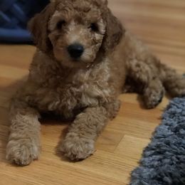 Cavalier King Charles Spaniel, Cavapoo, and Pembroke Welsh Corgi Puppies from Griffins Puppies