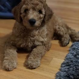 Cavalier King Charles Spaniel, Cavapoo, and Pembroke Welsh Corgi Puppies from Griffins Puppies