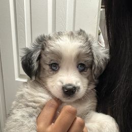 Halo - Blue merle female Miniature Australian Shepherd puppy in Town 'N' Country, Florida from House of Miniature Aussies