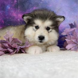 Sailor moon - Sable and white female Alaskan Malamute puppy in Spokane, Washington from Asgard Wooly Malamutes