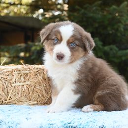 FOREST - Red merle male Australian Shepherd puppy in Marysville, Washington from Benoit Australian Shepherds