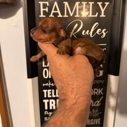 Girl 1 - Red female Dachshund puppy in South Haven, Kansas from Keen's Dachshunds