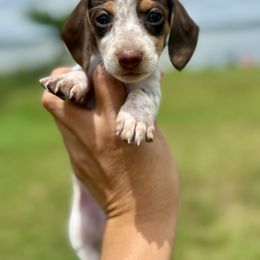 Papaya-3500 - Chocolate and tan female Dachshund puppy in Winter Haven, Florida from Dreamwork Dachshunds