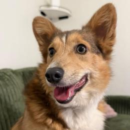 Amber - Blue female Pembroke Welsh Corgi puppy in Paxton, Illinois from McGovern Family Corgis
