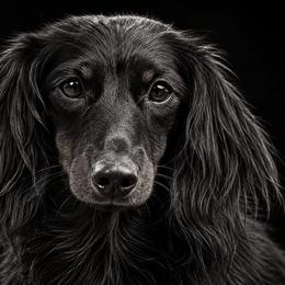 Rory - Dachshund