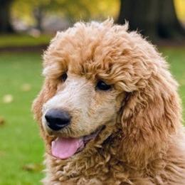 Poodles from Bella's Beauties Moyen Poodles