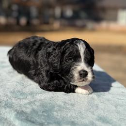 Drift - Black and white male Bernedoodle puppy in Russellville, Arkansas from Crossgate Doodles
