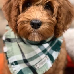 Australian Labradoodles from Best Life Labradoodles