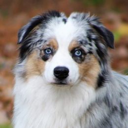 Australian Shepherds from Spicewood Mini Aussies