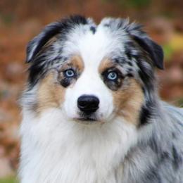 Australian Shepherds from Spicewood Mini Aussies
