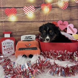 Fable - Black tri-color female Australian Shepherd puppy in Fredericksburg, Virginia from Cooper Ridge Aussies