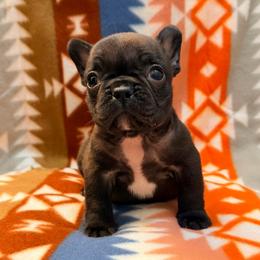 Brindle boy 2 - Brindle and white male French Bulldog puppy in Washington, Pennsylvania from Crooked Pine French Bulldogs