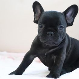 Aladdin - Brindle and white French Bulldog puppy in Lawrenceville, Georgia from Frenchie Nation LLC