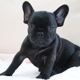Aladdin - Brindle and white French Bulldog puppy in Lawrenceville, Georgia from Frenchie Nation LLC