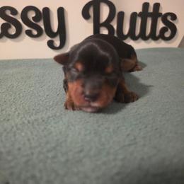 Gasby - Black and tan male Yorkshire Terrier puppy in Clermont, Florida from Bella's Prissy Butts