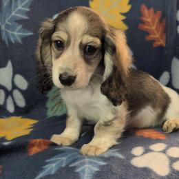 Jackfruit (Jack) the cream sable piebald boy - Sable male Dachshund puppy in Pelion, South Carolina from Doitsujin Dachshunds
