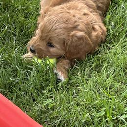 Bernedoodle and Goldendoodle Puppies from Whispering Pines Doodles