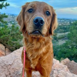 Dallas - Golden Retriever