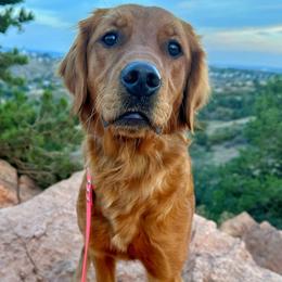 Dallas - Golden Retriever