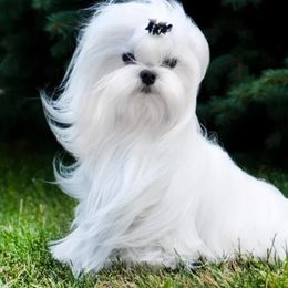 Bunny Snow Angel - Maltese