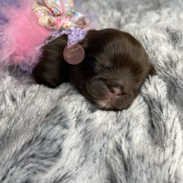Shih Tzu Puppies from Shurbeez Shih Tzu