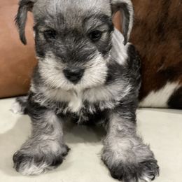 Miniature Schnauzer Puppies from Miniature Schnauzer Paradise llc