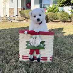 Brie - White female American Eskimo Dog puppy in Clermont, Florida from Shadow Kennels